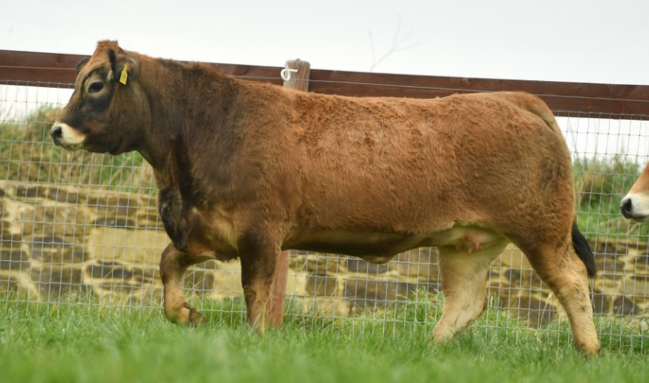 Champion Aubrac cattle to feature in online production sale