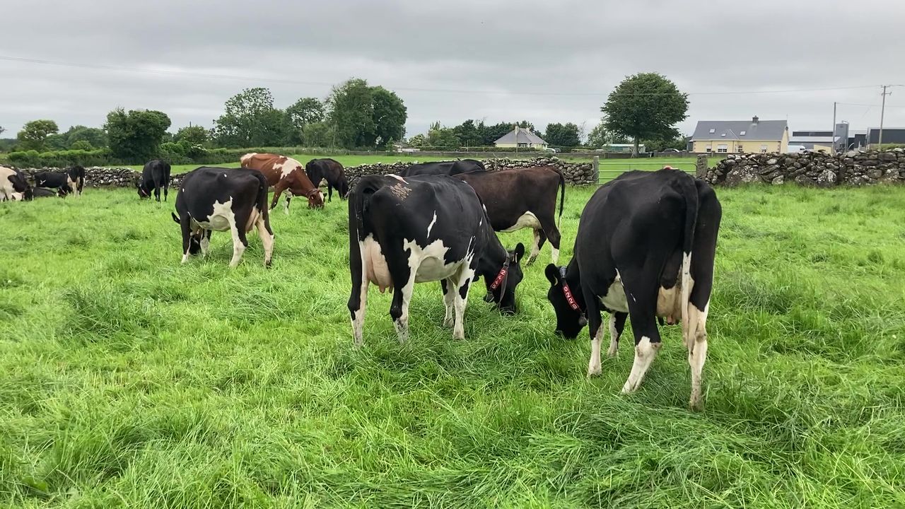 What are the new TB testing requirements for animal movements?