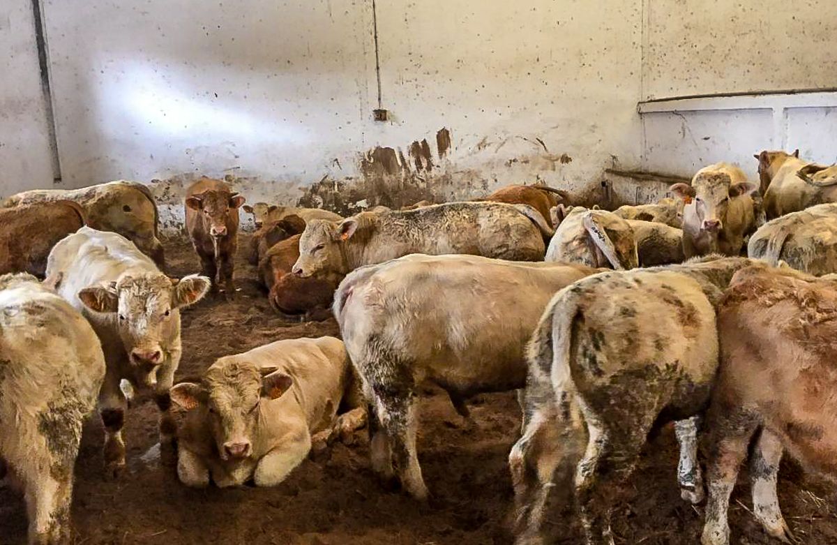 Live exports: Irish slaughter-weight bulls a step closer to Algerian market