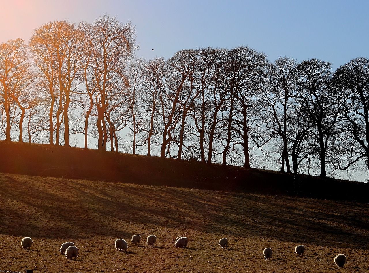 Farmers in Wales need to 'reduce' livestock to reduce emissions - new report