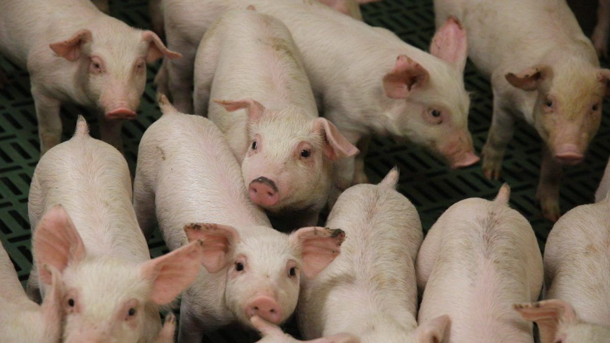 3.6% increase in number of pigs in Ireland - CSO