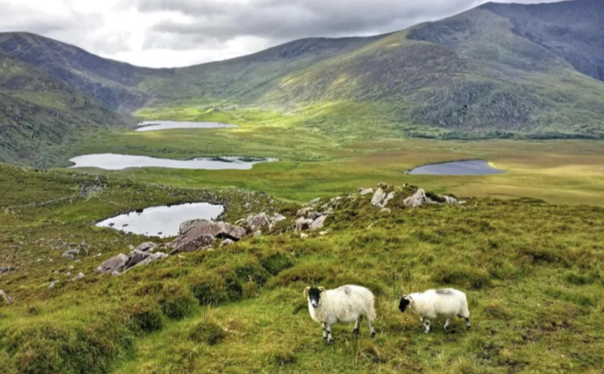 Farmer makes the case for mountain sheep in new national park