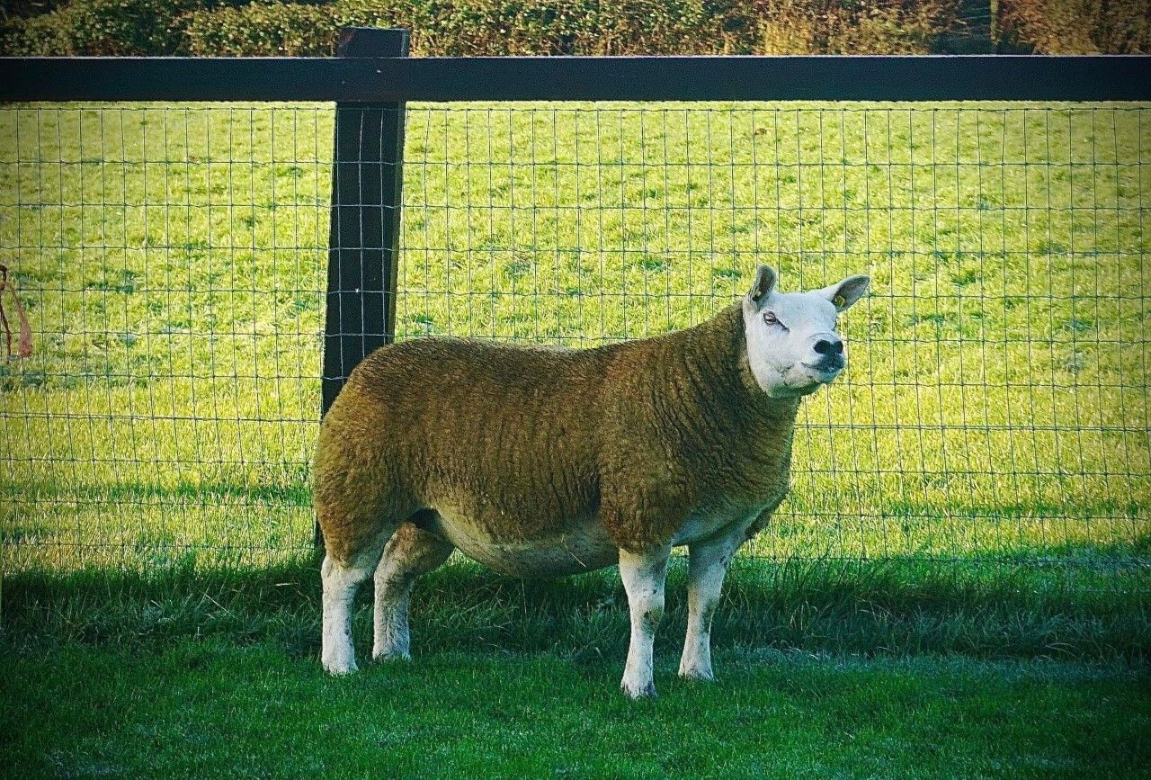 North East Texel Twilight sale set for this Thursday