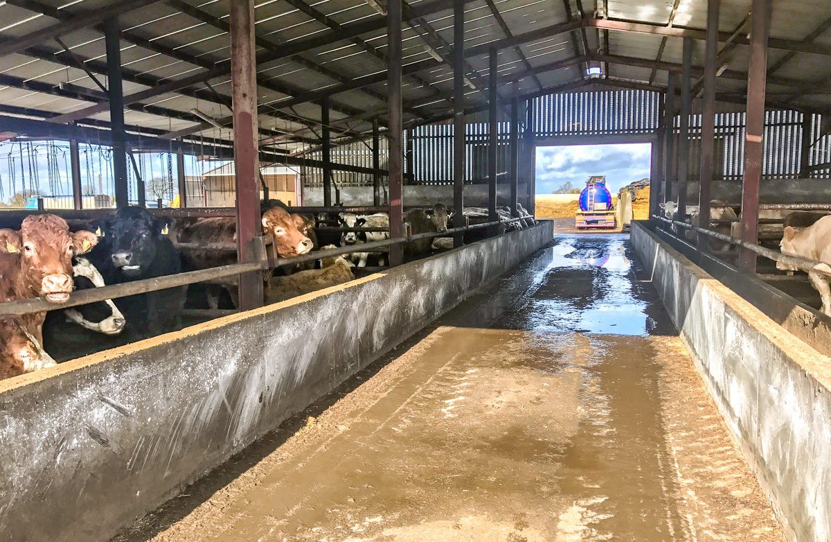 Last week's beef kill falls by over 14,000 head or 48%