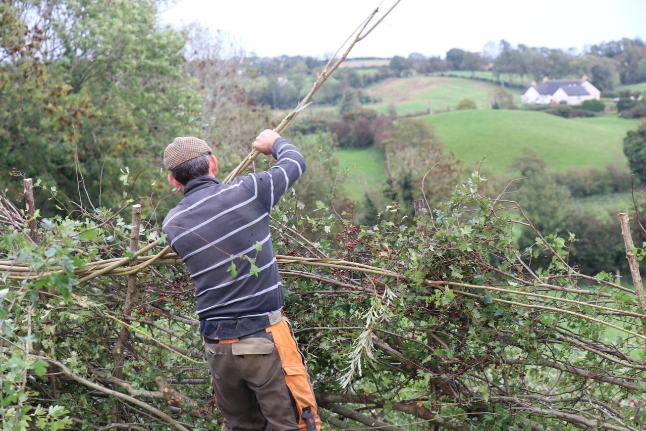 All-Ireland Hedge Laying Championships return