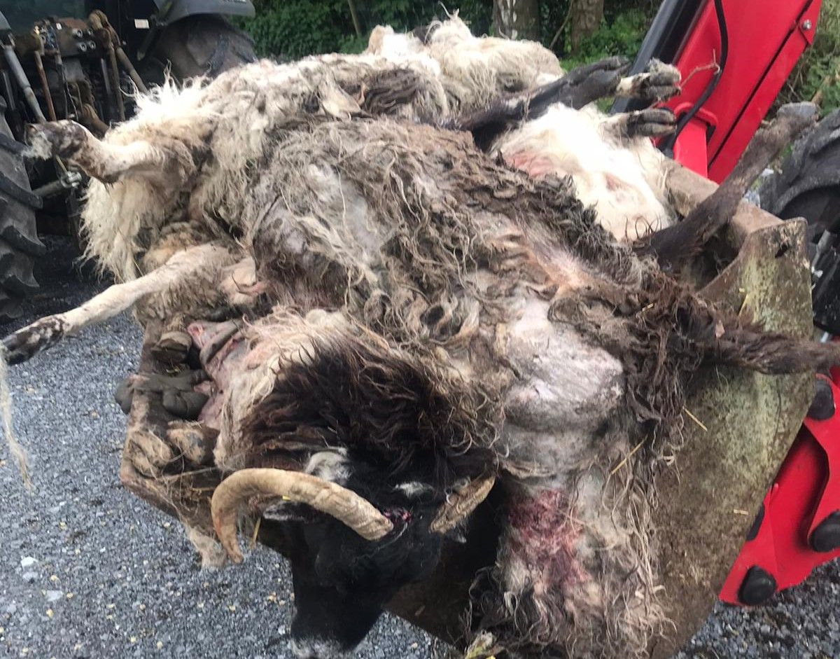 Galway sheep kill: 'I'm just waiting for the dogs... They'll be back'