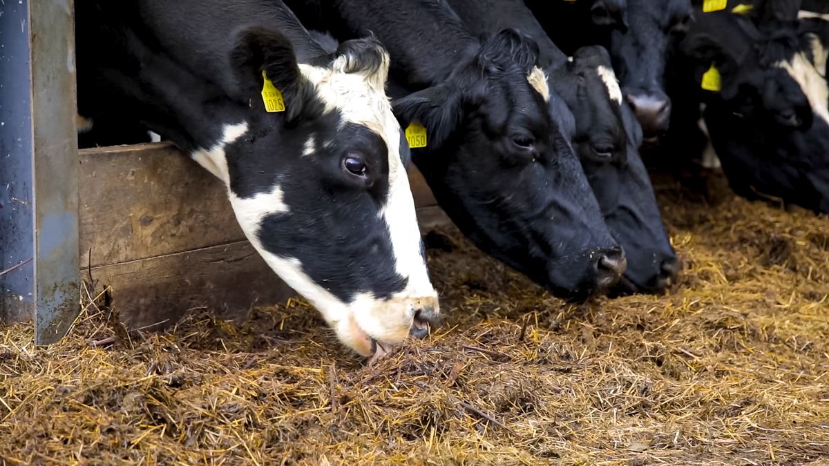 Dairy advice: Cow identification as calving gets underway