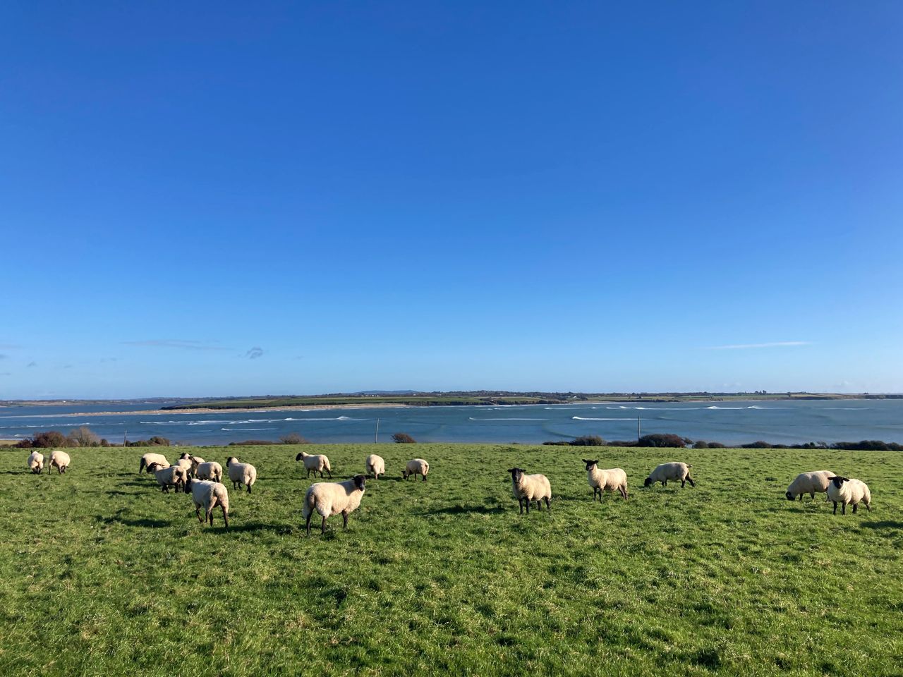 Sheep advice: Ensuring sufficient grazing for spring