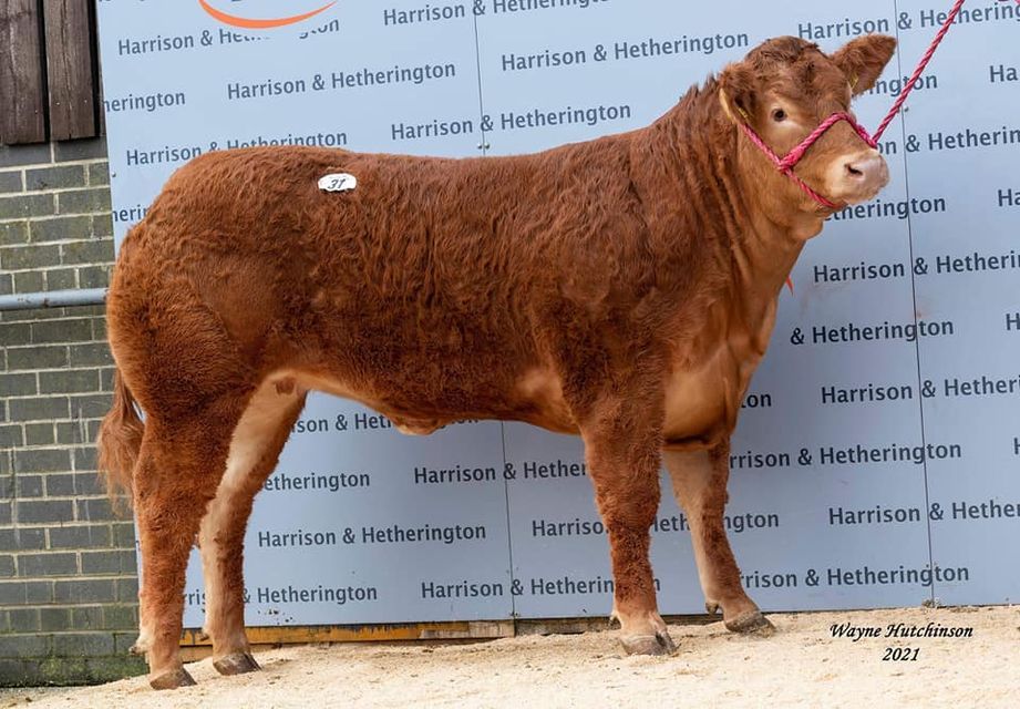 Limousin heifer with Irish genetics sells for record breaking 250,000gns