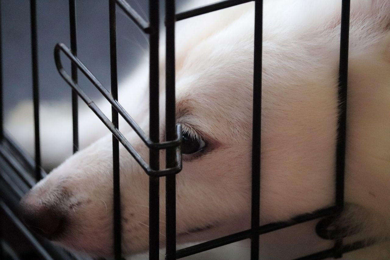 Poots launches campaign to combat puppy smuggling in NI