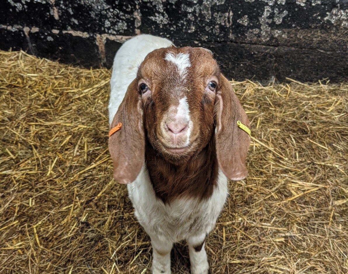 No kidding: Farm makes €56,000 offering 'virtual goats' for video calls