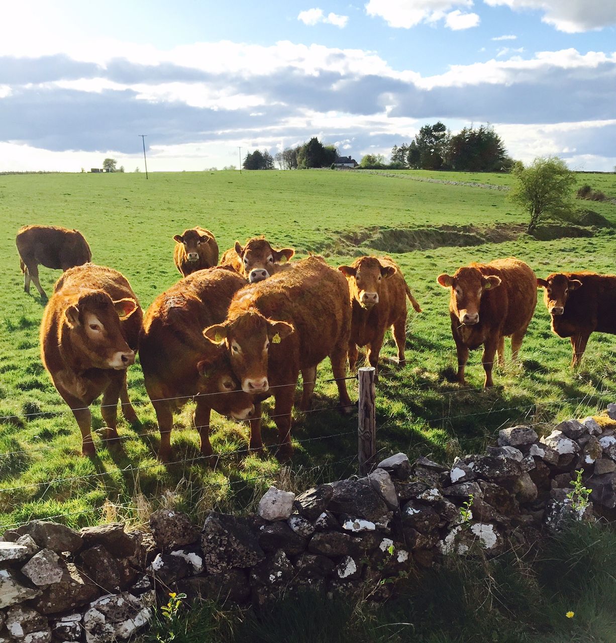 'Don't just count stars when making breeding decisions - think euro value'