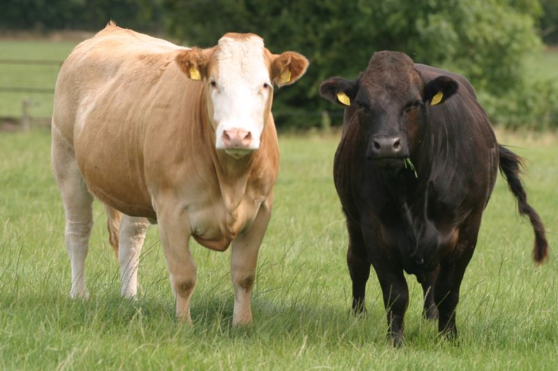 3 key technologies to boost profitability at BEEF 2018