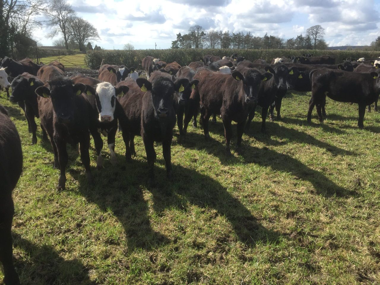 Pay for ICBF top 10 staff averaged €93,000 last year