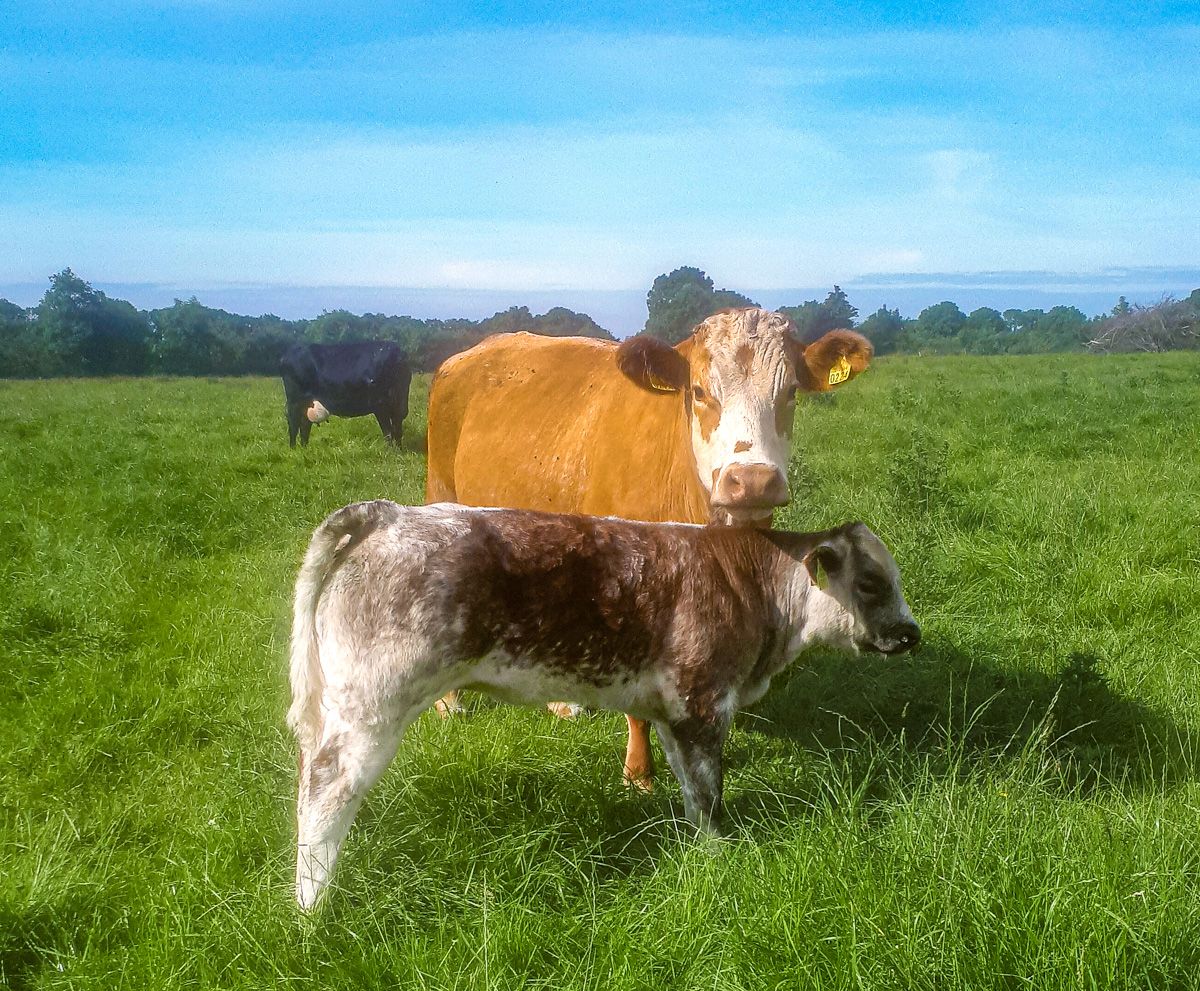 Large suckler herd to go under the hammer at Tullamore Mart