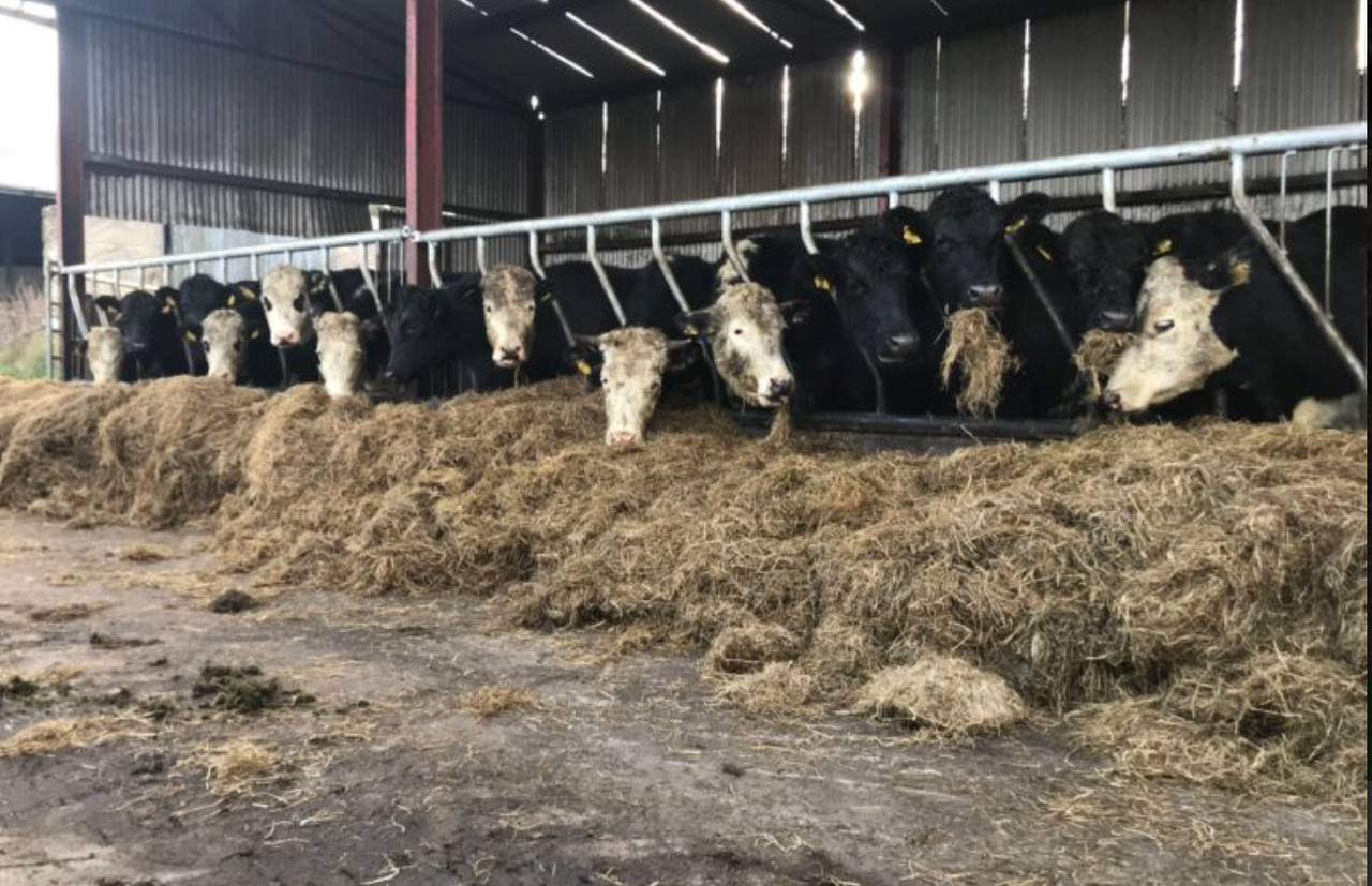Methane reduction methodology launched for beef producers
