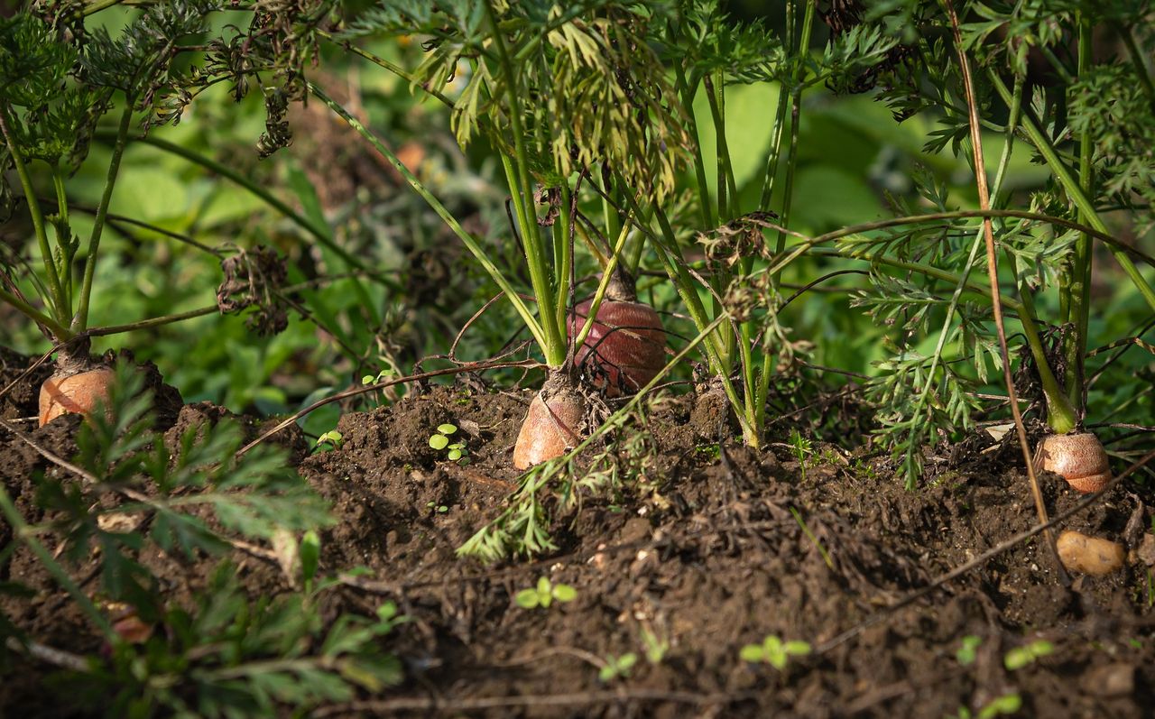 Report: 61% of food businesses working with environmentally-conscious suppliers