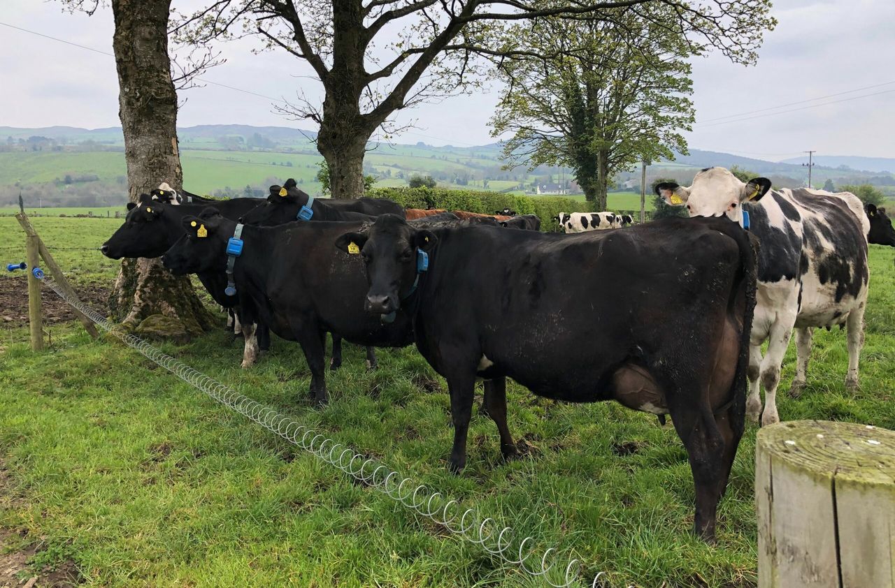 Dairy focus: Monocultures and above-average grass growth in Co. Tyrone