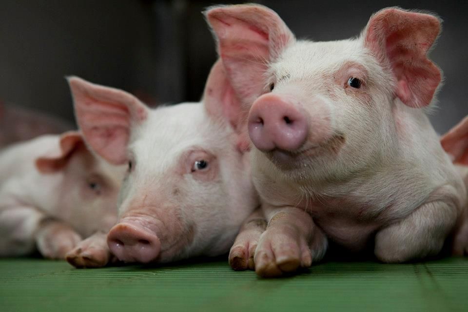 Irish pig prices take a hit 'due to coronavirus'