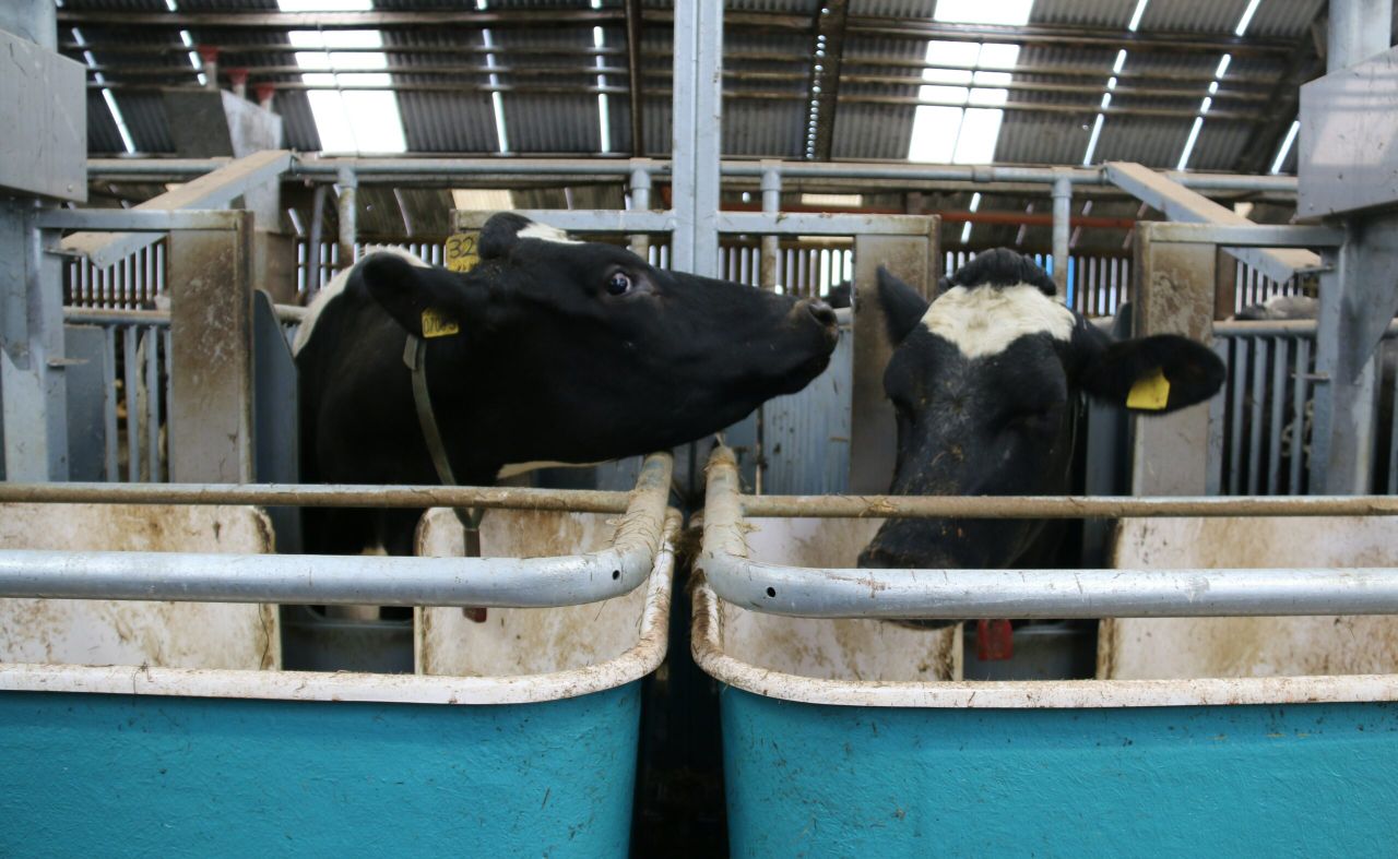 World Dairy Summit: The Co. Down herd in the top 1% of £PLI rankings