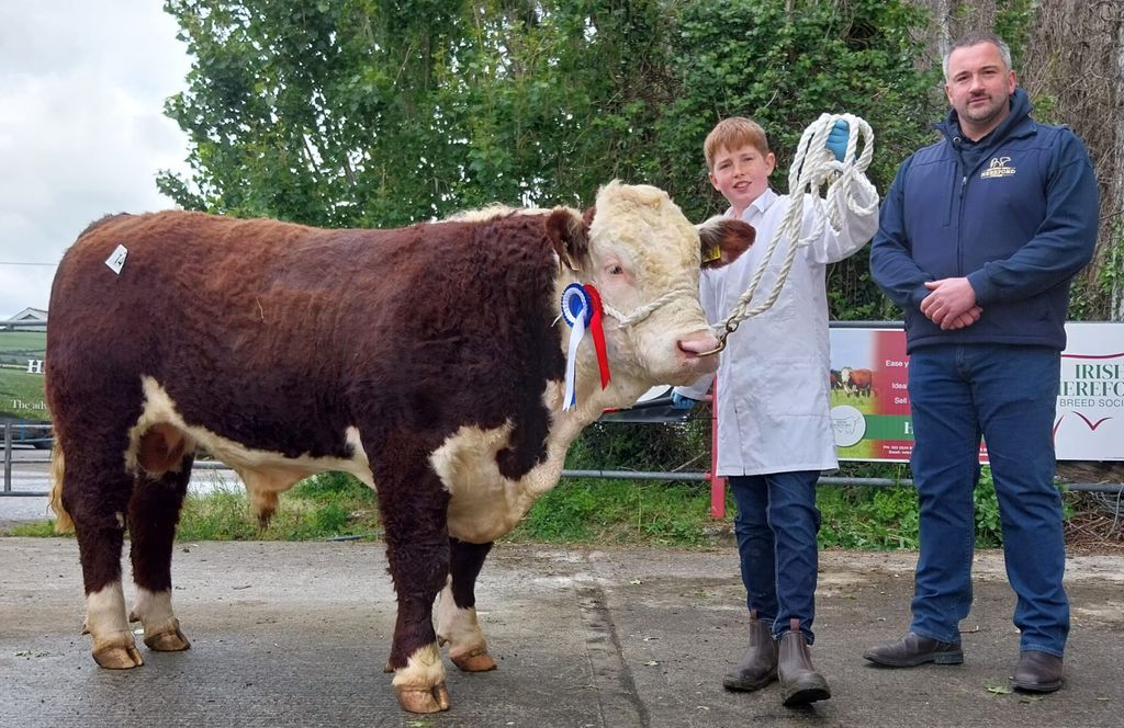 Reserve Champion: Double Tree Vicking HH, bred by Kieran Noonan, photographed with exhibitor, Jason and Tennyson Egar from Irish Hereford Prime