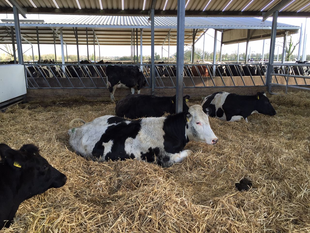 Pics: The farm that swapped a 350 bull-beef enterprise for 230 dairy cows