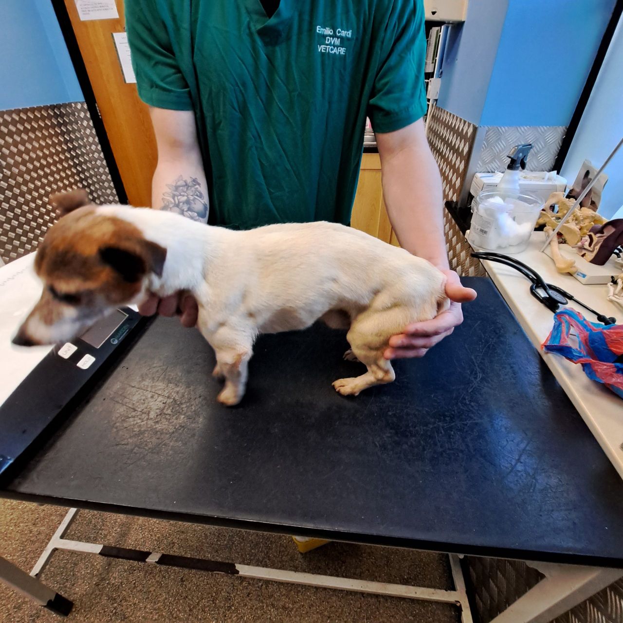 Court: Carlow woman given lifetime ban from owning dogs