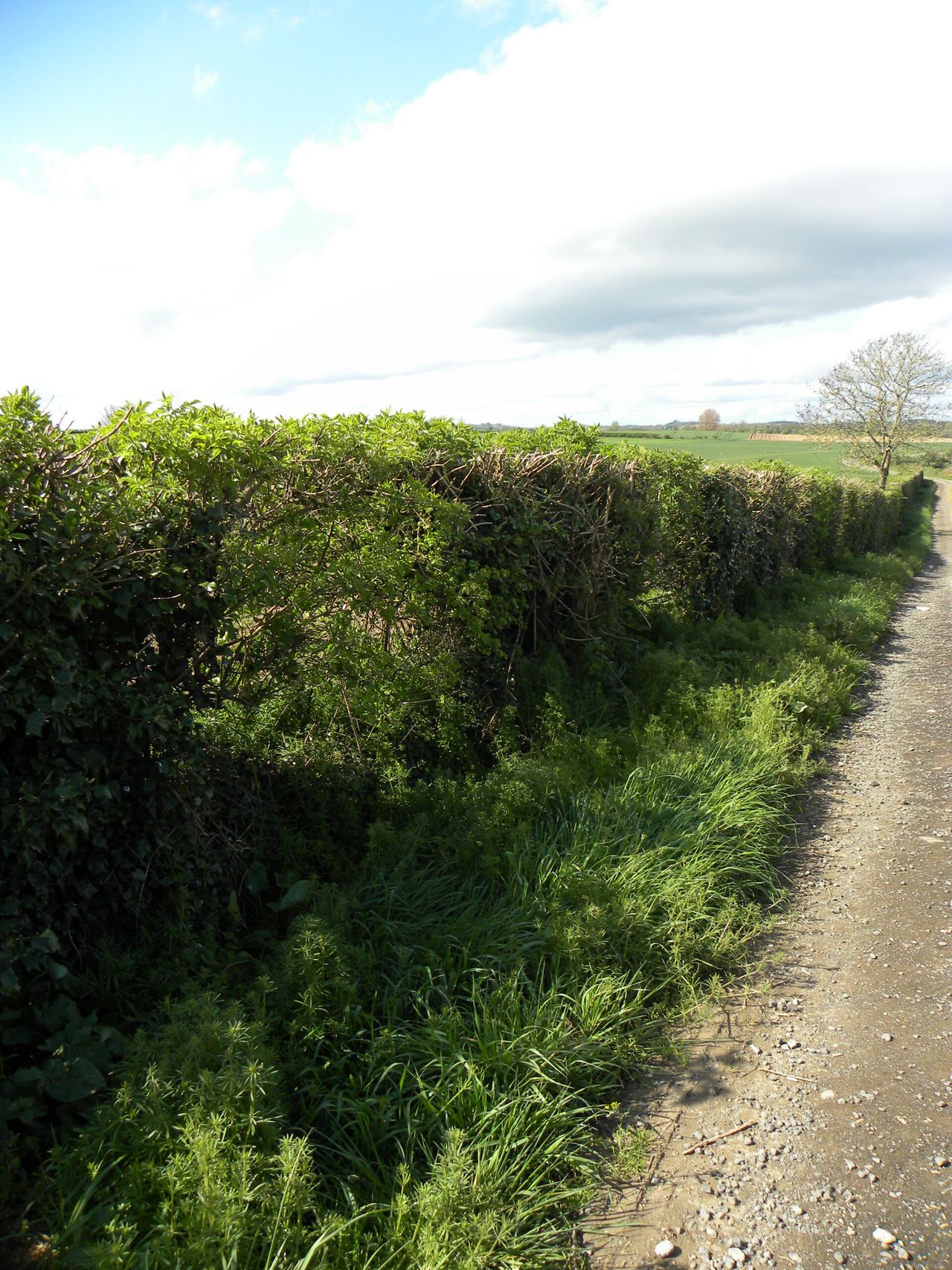 Possible UK derogation to allow for August hedge cutting
