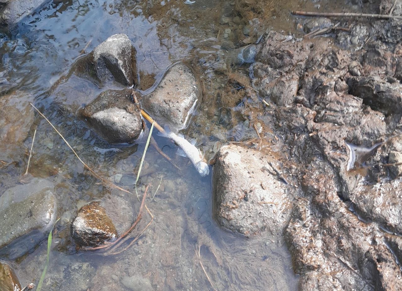 500 fish found dead in Co. Meath river as investigation begins