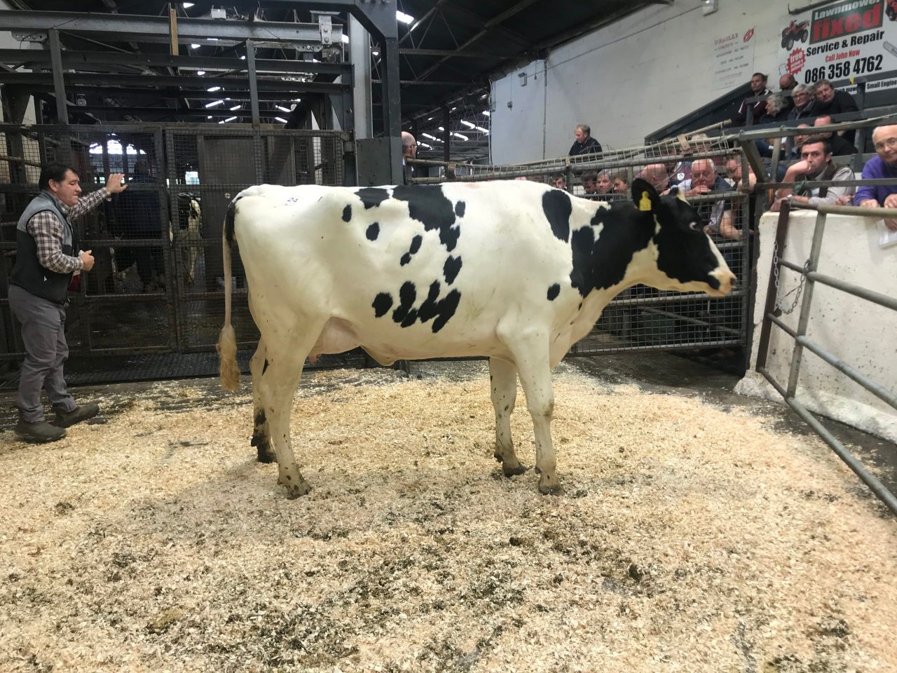 Taaffe Auctions dairy sale brings top price of 3,500gns