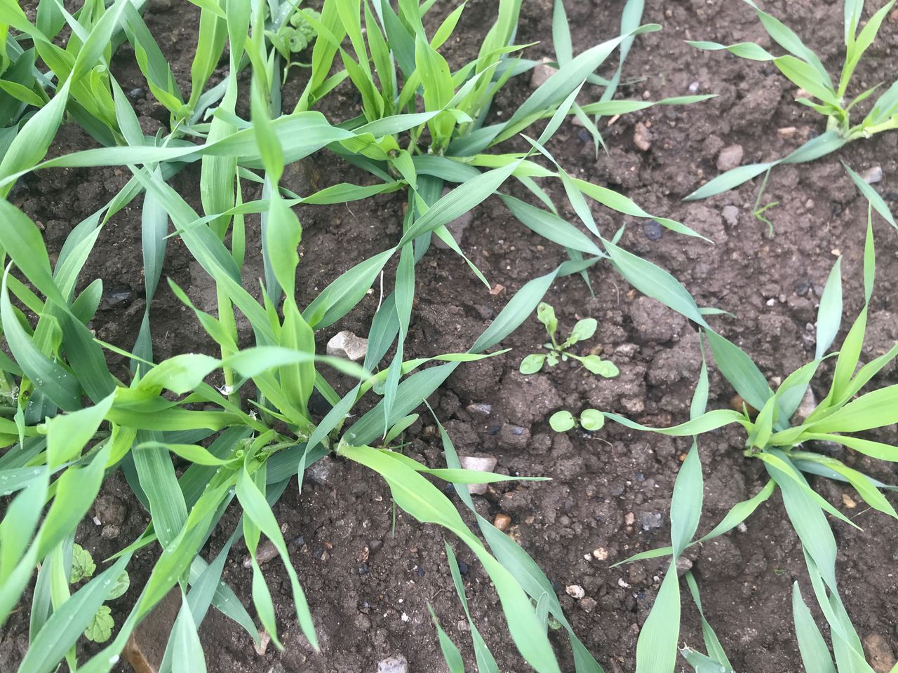 Tillage: Weed control in autumn-sown cereals