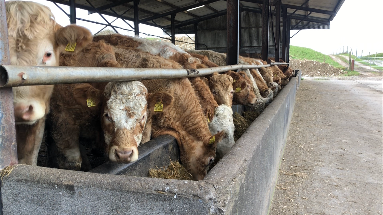 120,000 fewer cattle available for slaughter in 2021 - Bord Bia