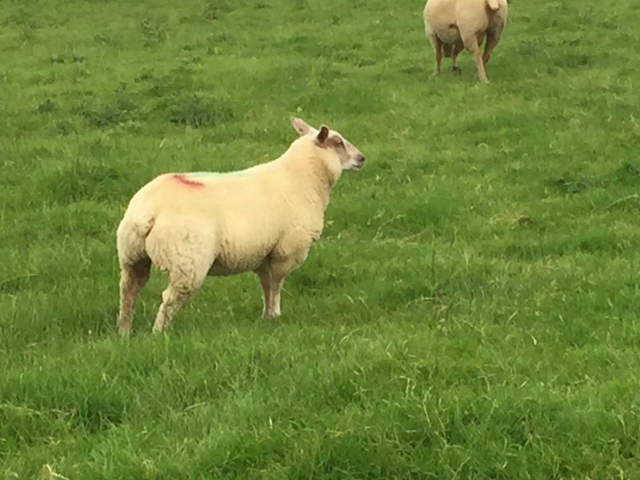 Sheep trade picks up again as factory and butcher lambs gain €1-3/head