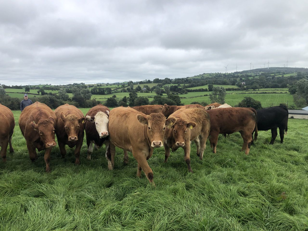 Beef kill: Weekly cattle numbers edge up again