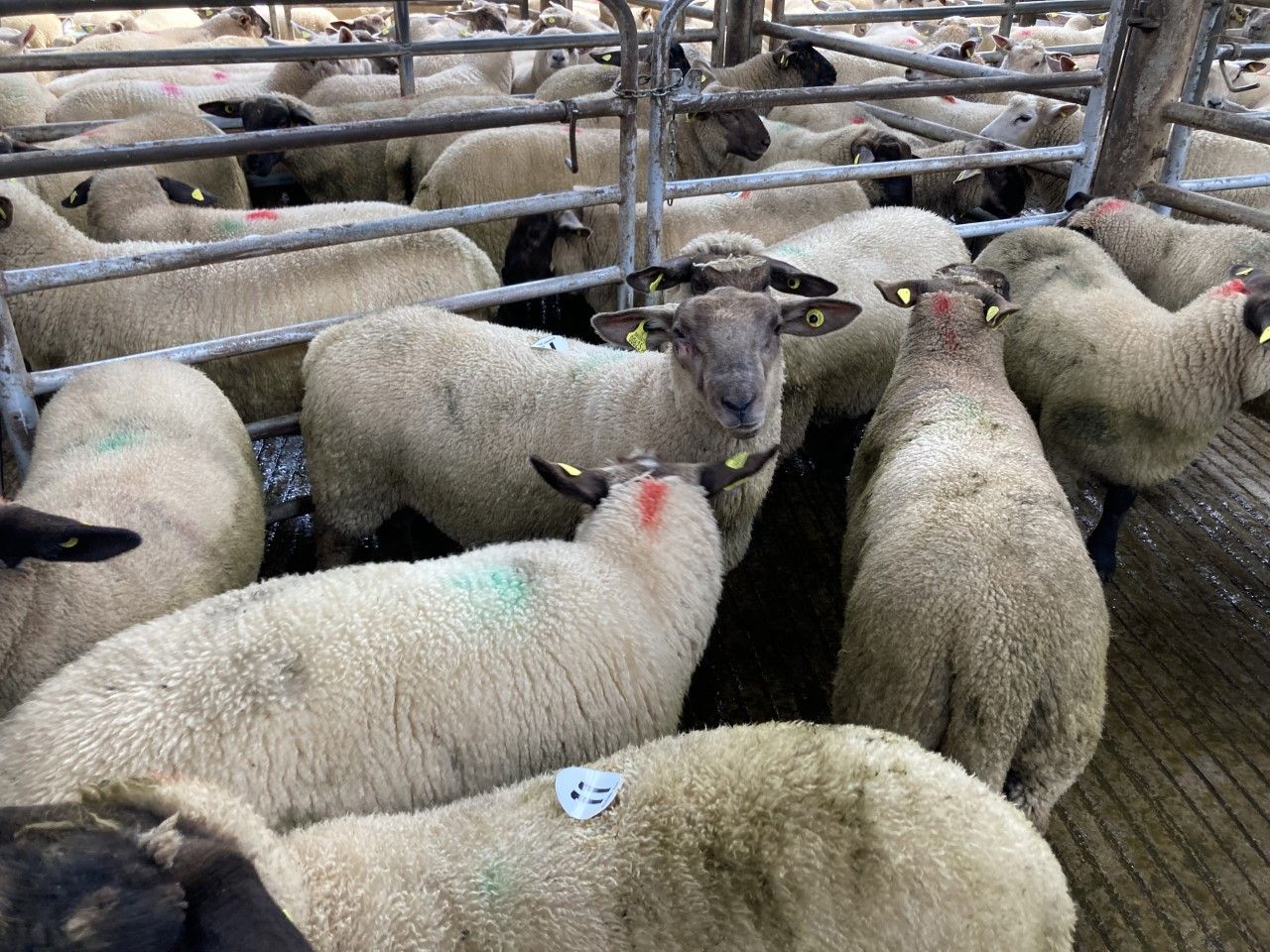 'Nothing but positives to be taken away, as prices for lambs top €6.30-6.40/kg'