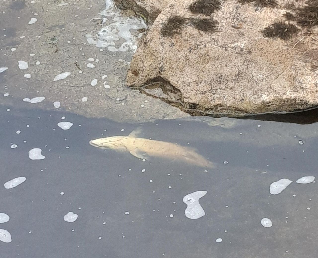 'No specific factors' caused salmon deaths in Sligo river - IFI