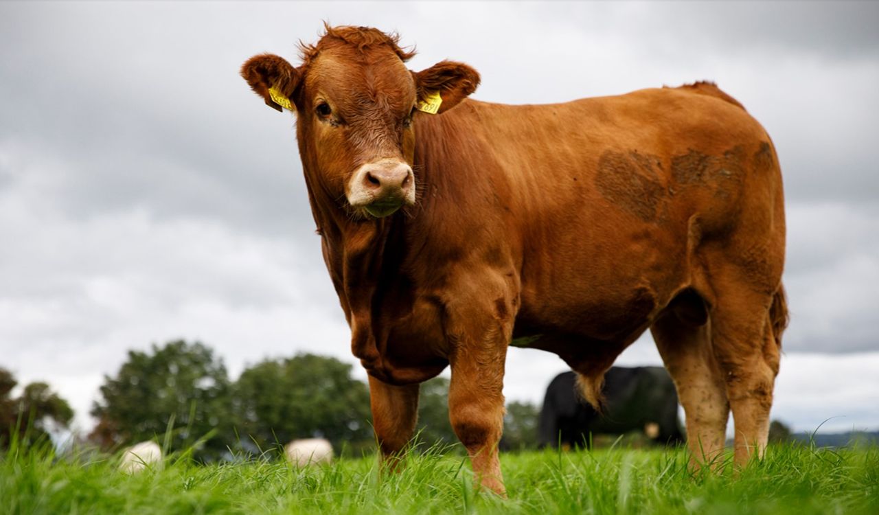 Beef Plan members call for clarity from minister on 'Grass-fed' logo application