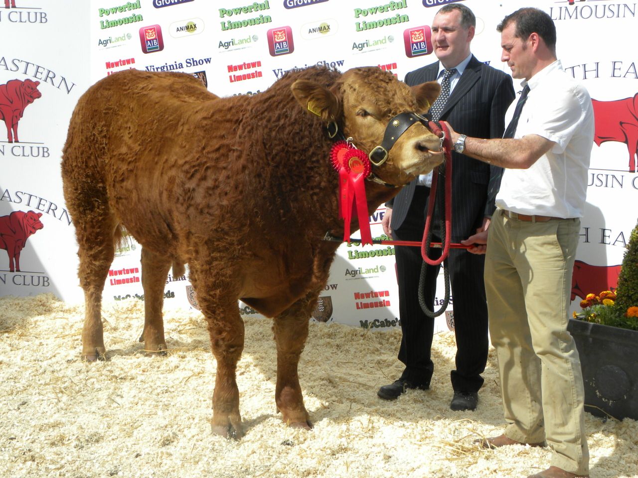 Meath breeder takes top honours in Limousin class at the Virginia Show