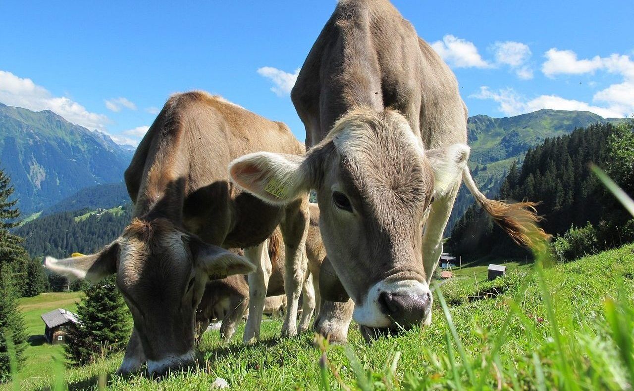 Organic milk producers in Germany record cost shortfall of 19%