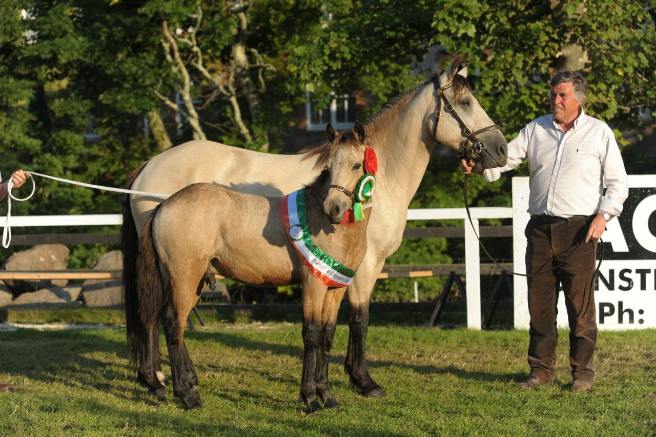 The Connemara pony: Hardened and shaped by the Atlantic