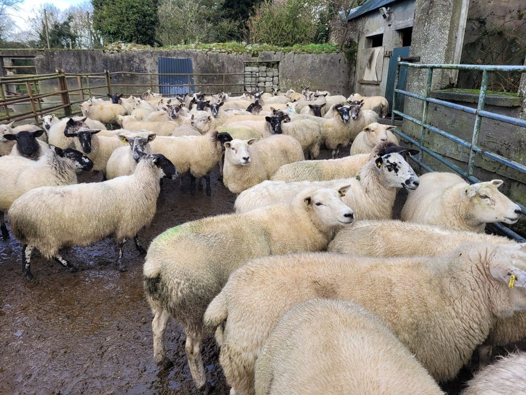 Source: Tullow Livestock Sales