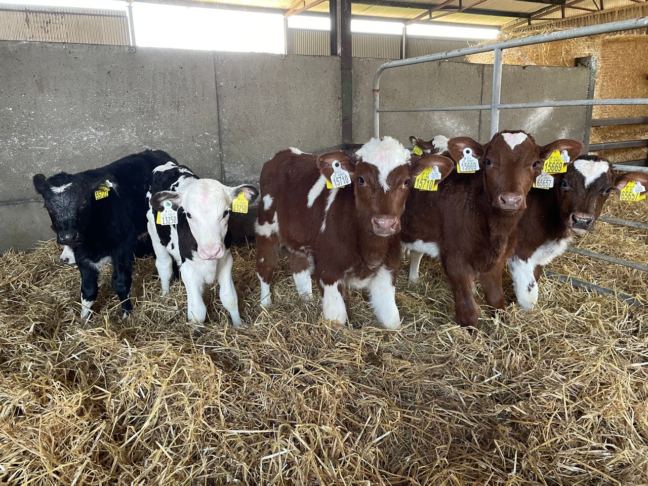 Calf registrations: 78% of all calves born from dairy herds