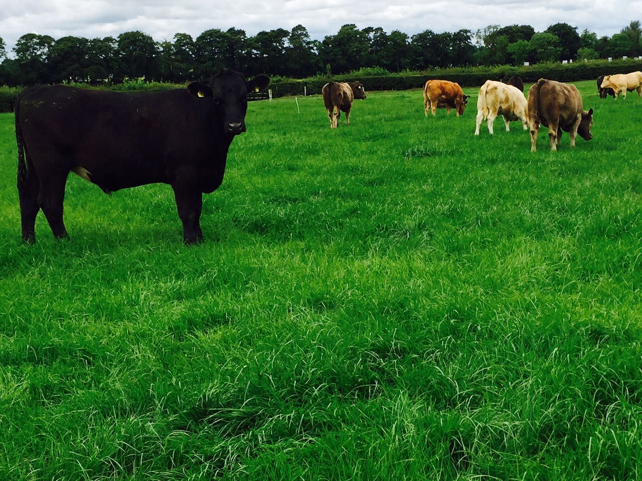 Does it pay to feed store cattle meal at grass prior to finishing?