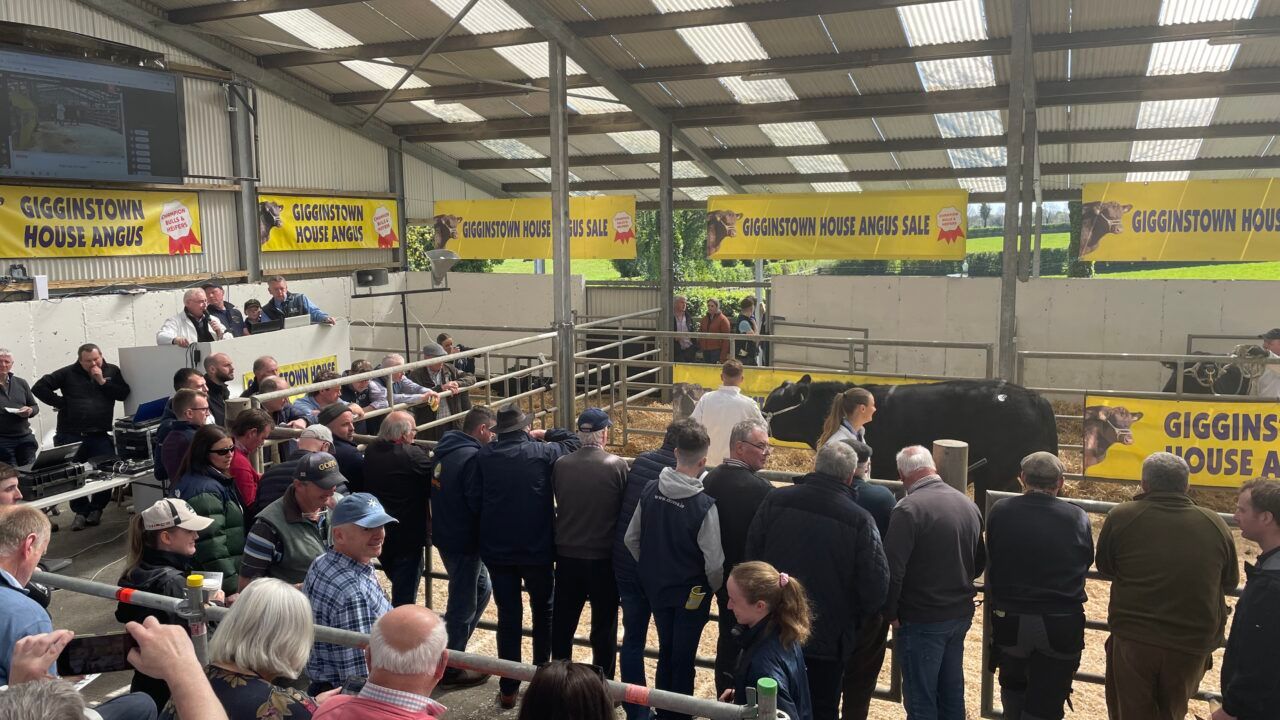 Gigginstown House Angus bull and heifer sale to take place next month