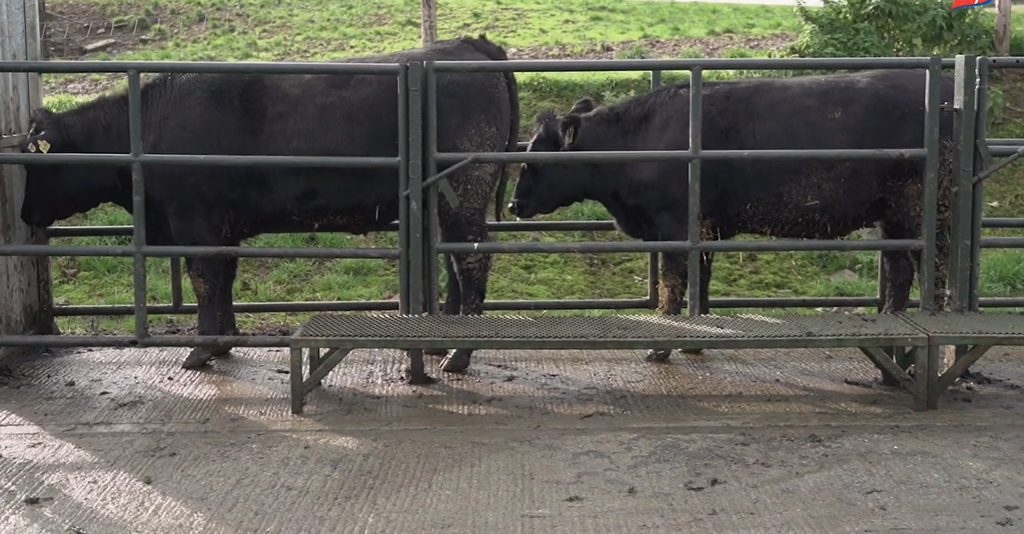 Visual comparison of the two heifers. Source: ABP Demo Farm