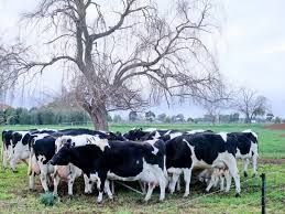 BVD costs Irish farmers €102m a year