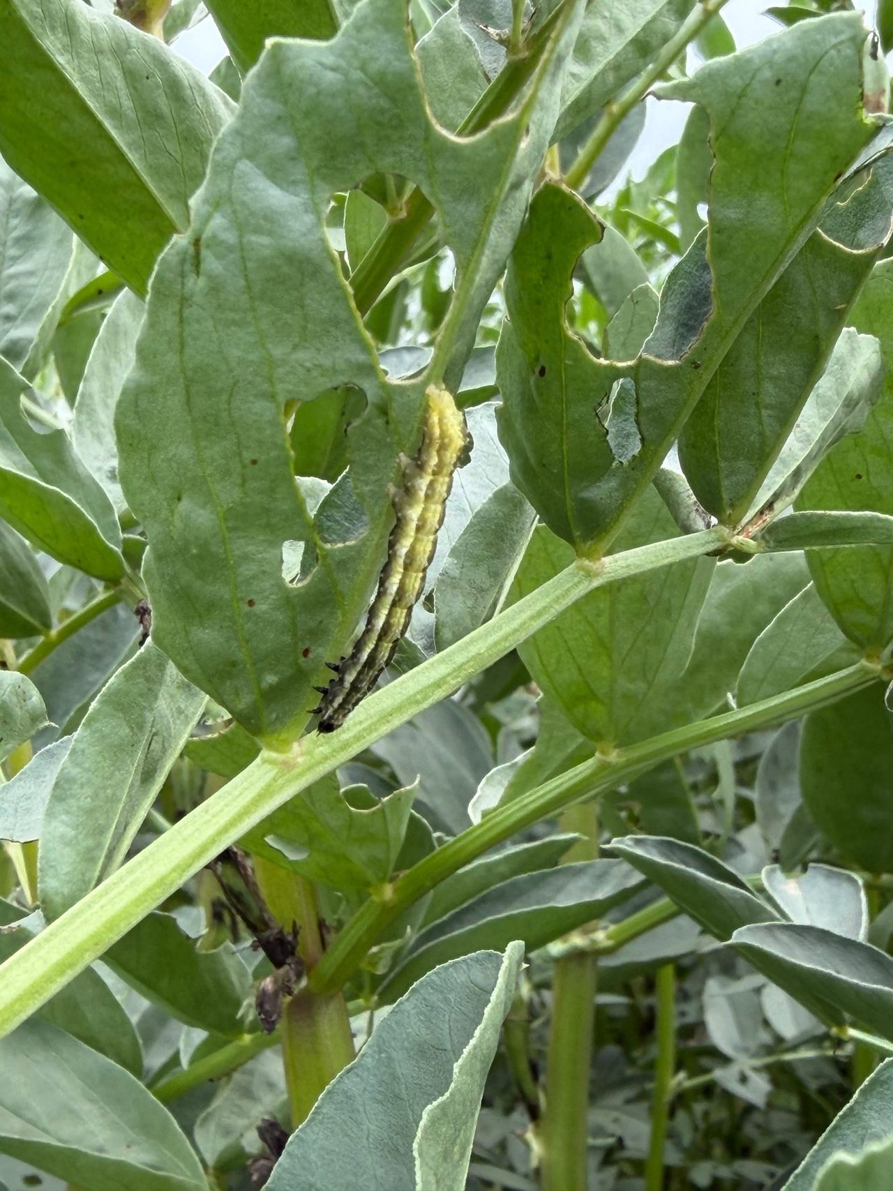 Significant numbers of caterpillars are attacking crops of maize, beans and beet in the south-east