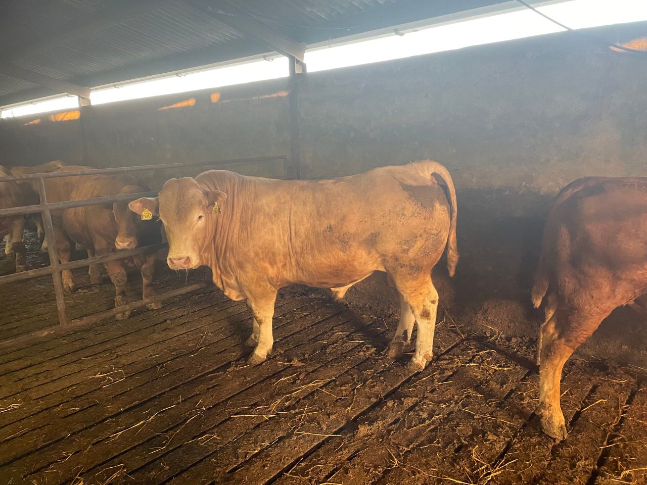 Options for farmers facing delays in selling finished bulls
