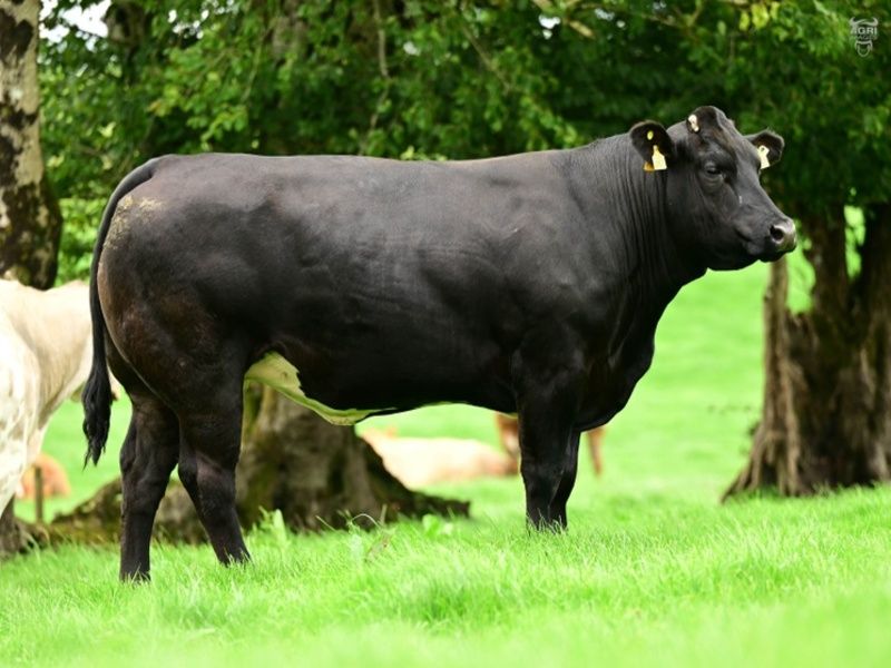 Young farmers bid big at Victoria Farms heifer sale