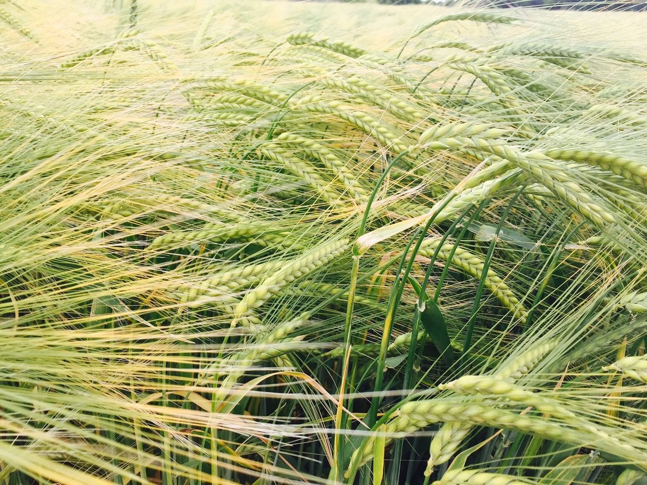 Spotlight on barley and winter wheat at ISTA cereal open day